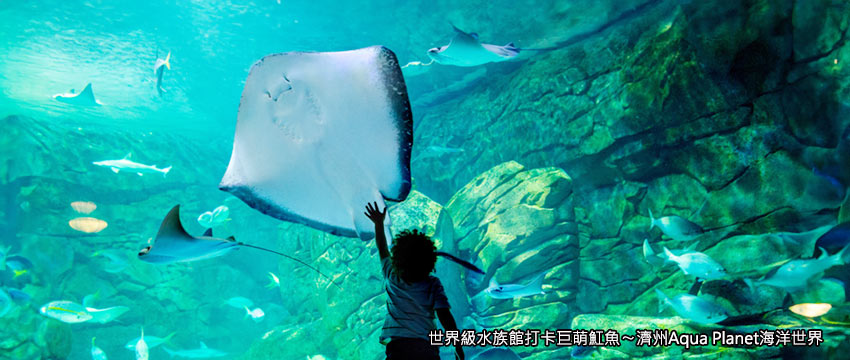 世界級水族館打卡巨萌魟魚〜濟州Aqua Planet海洋世界